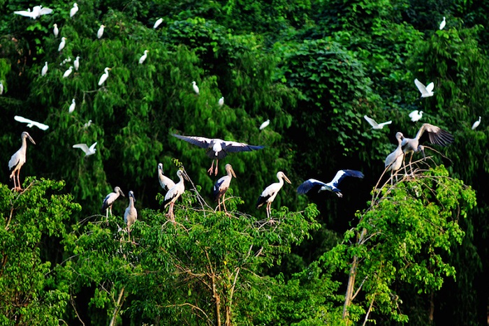 Khu du lịch sinh thái Tràm chim