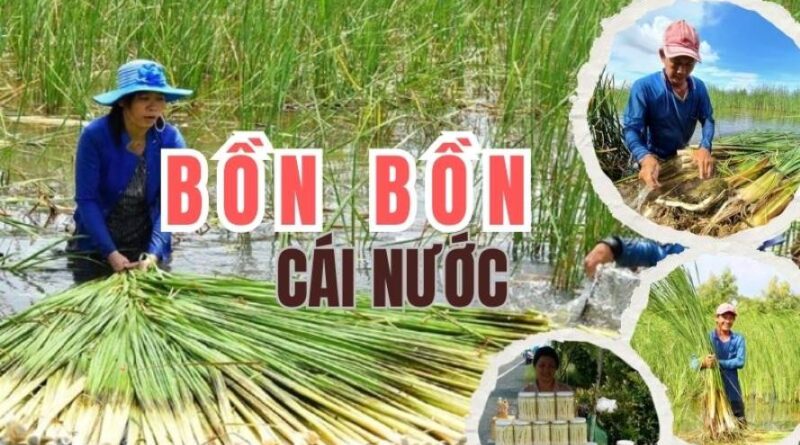 Bồn Bồn Cái Nước